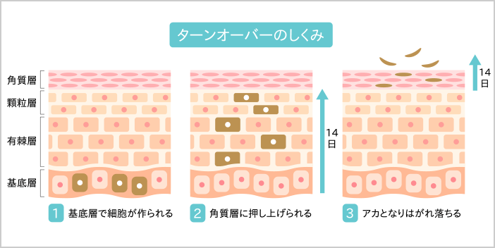 ターンオーバーのしくみ