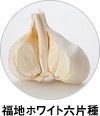 福地ホワイト六片種