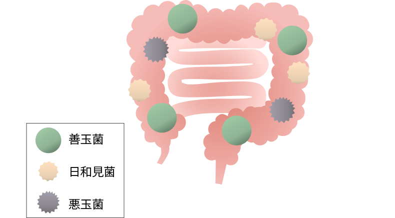 腸内全体図